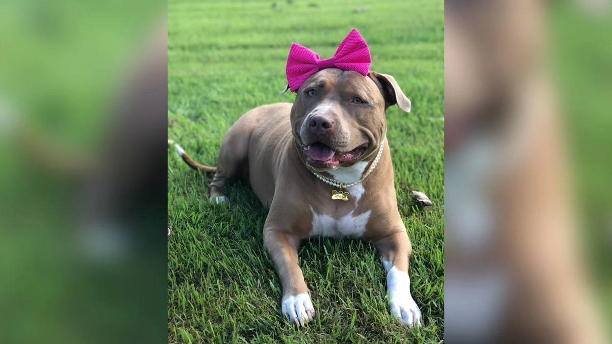 pitbull carinhoso viraliza e quebra preconceito, zara prova que amor e educação transformam