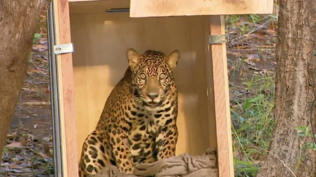 onça atingida por tiro com 36 projéteis é resgatada e devolvida no rio negro