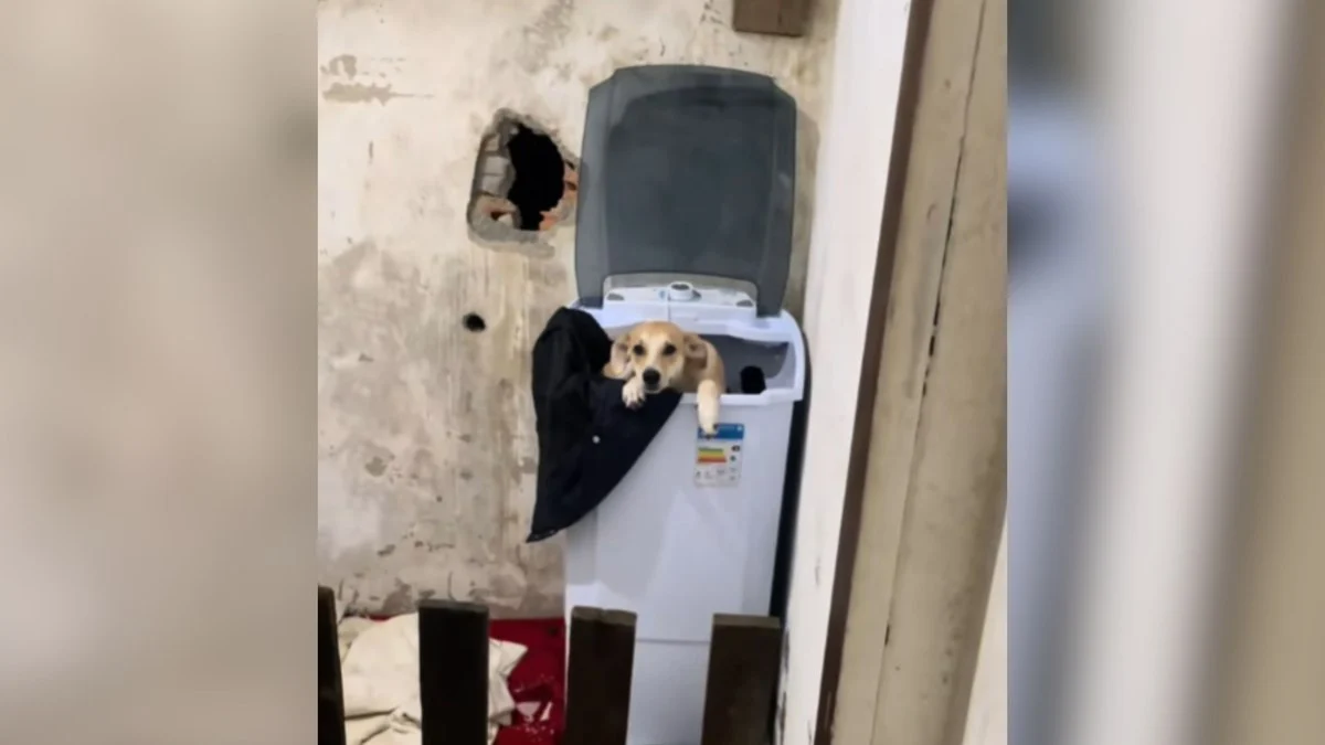 cadela é flagrada dormindo dentro de tanquinho; vídeo viral arranca risadas nas redes