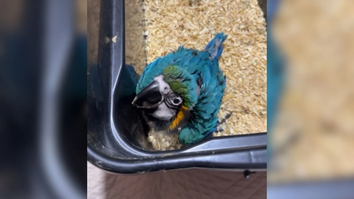 arara pede comida, acorda família à meia noite em vídeo que viralizou