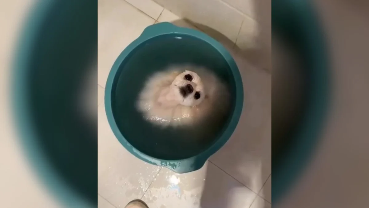 lulu da pomerânia 'derrete' em balde para fugir do calor, vídeo viral encanta