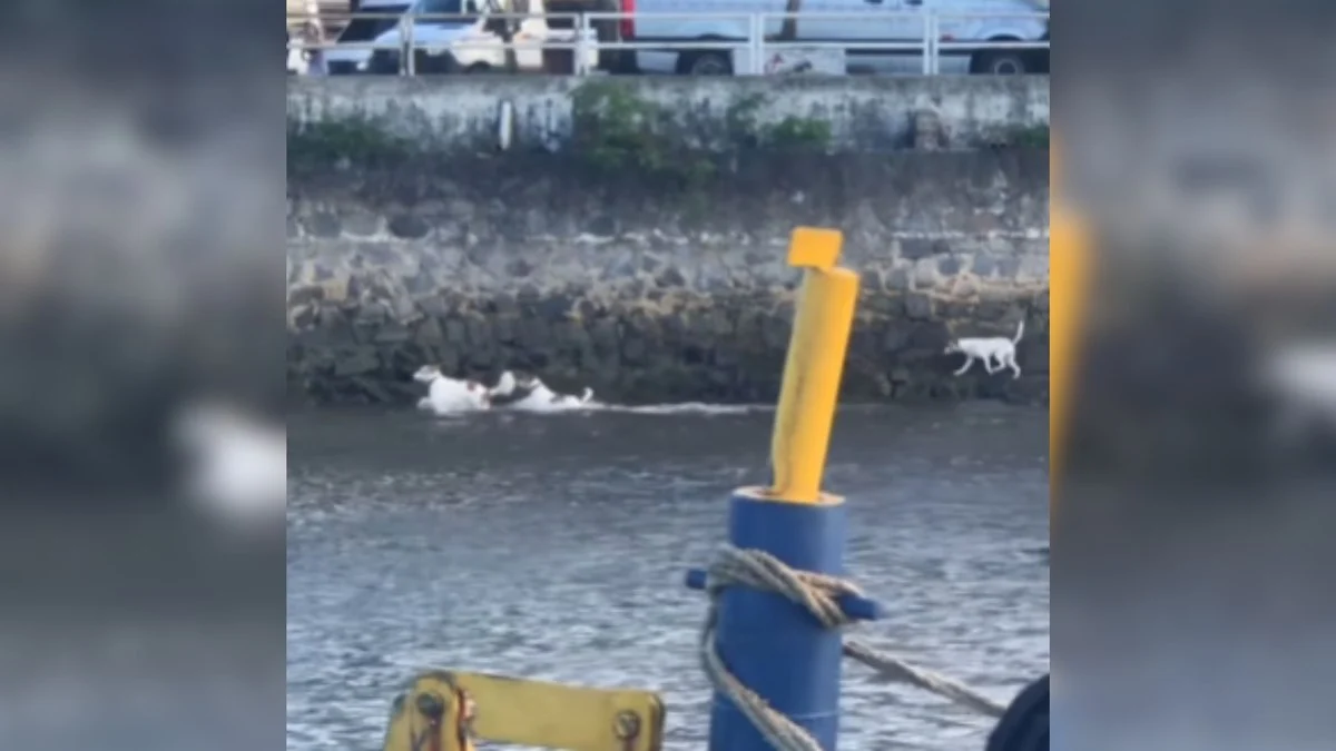 3 cachorros na balsa se tornam 'cãofinhos' em travessia entre arraial e porto seguro