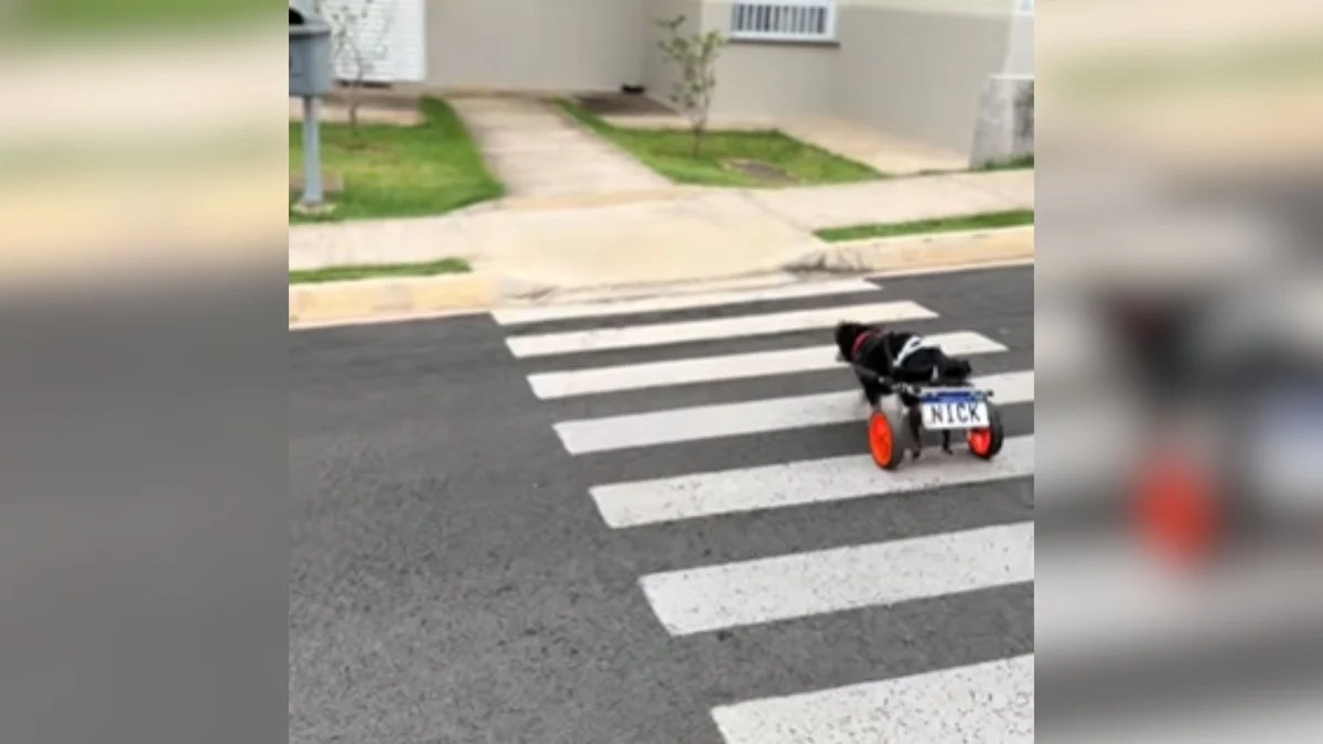 cão com deficiência usa faixa de pedestres e encanta a web em vídeo viral