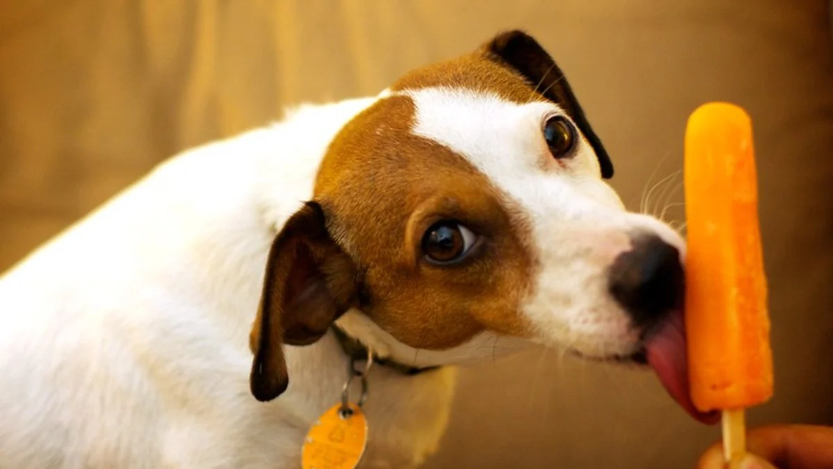 sorvete caseiro para cães e gatos: refresque seu pet com frutas e iogurte!