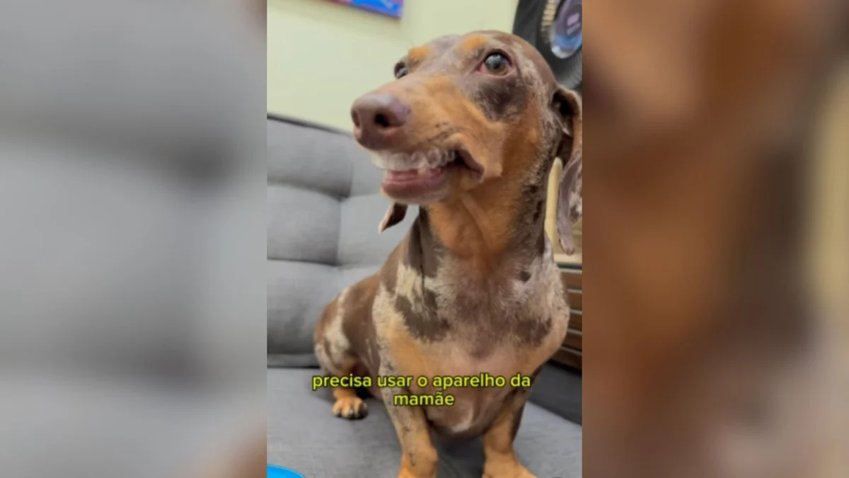 salsicha viraliza usando aparelho invisível e diverte web com pose de 'tratamento'