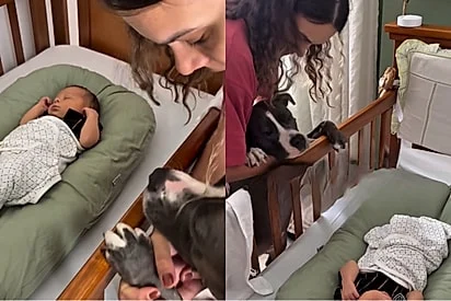 american staffordshire "irmãzona" conquista web ao demonstrar amor incondicional por bebê recém nascido