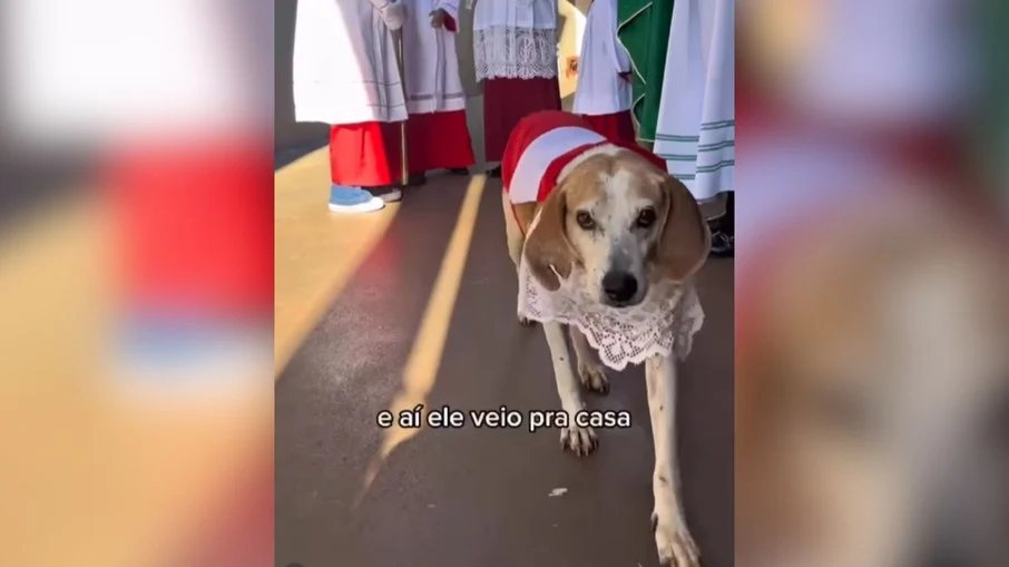 cão "cãoroinha" rouba a cena em missas e vira celebridade em barretos