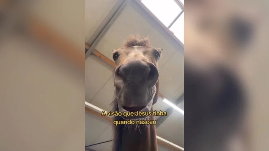 presépio inusitado: veja o nascimento de jesus pelos olhos dos animais!