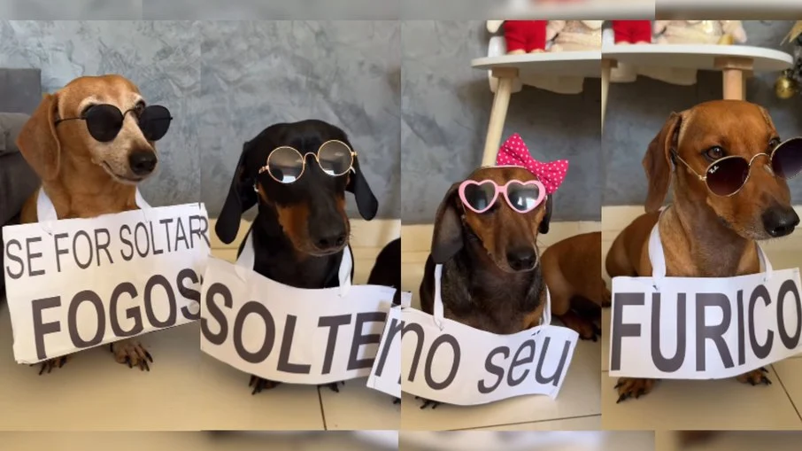cães protestam de forma criativa contra fogos de artifício: "solte no seu fúrico" vira lema pet