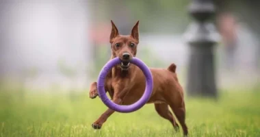 Pinscher de porte compacto em postura alerta, mostrando energia e expressão confiante