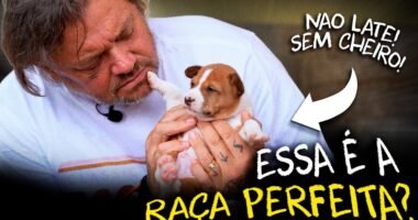 Basenji sentado em pose elegante