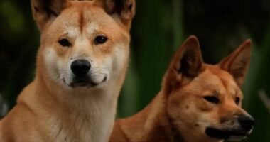 Dingo australiano em seu habitat natural no outback australiano ao nascer do sol.