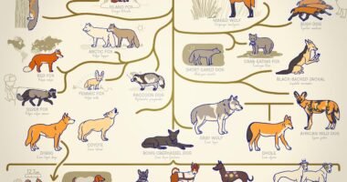 Evolução de lobos e raposas para cães domésticos ao longo de 10.000 anos.