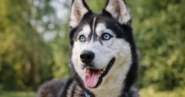 Husky Siberiano observando atentamente, evidenciando a necessidade de atenção ao seu instinto de fuga.