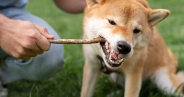 Cão brincando com brinquedo em parque, demonstrando instinto de caça manejado com atividade lúdica.