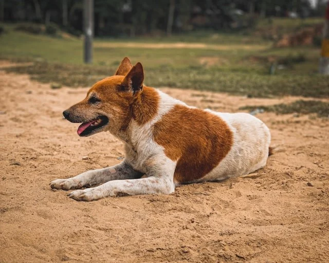 a psicologia por trás do carinho: o que cumprimentar cães na rua revela sobre você e seus benefícios