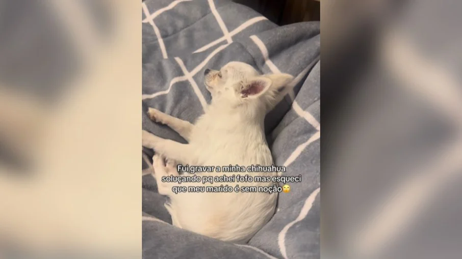 cachorro com soluço persistente é curado com método inusitado e viraliza na web