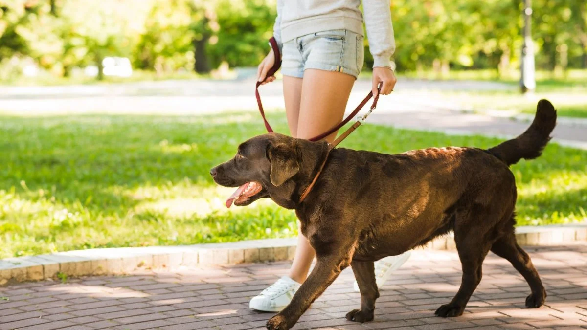 cachorro late demais? descubra 5 dicas infalíveis para acalmar seu pet e ter paz em casa