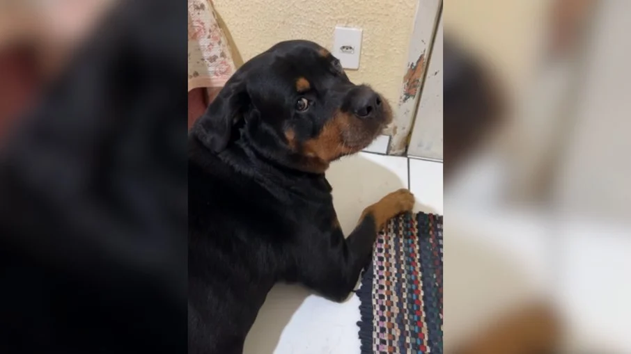 cachorro mimado se recusa a sair do quarto com ar condicionado e viraliza