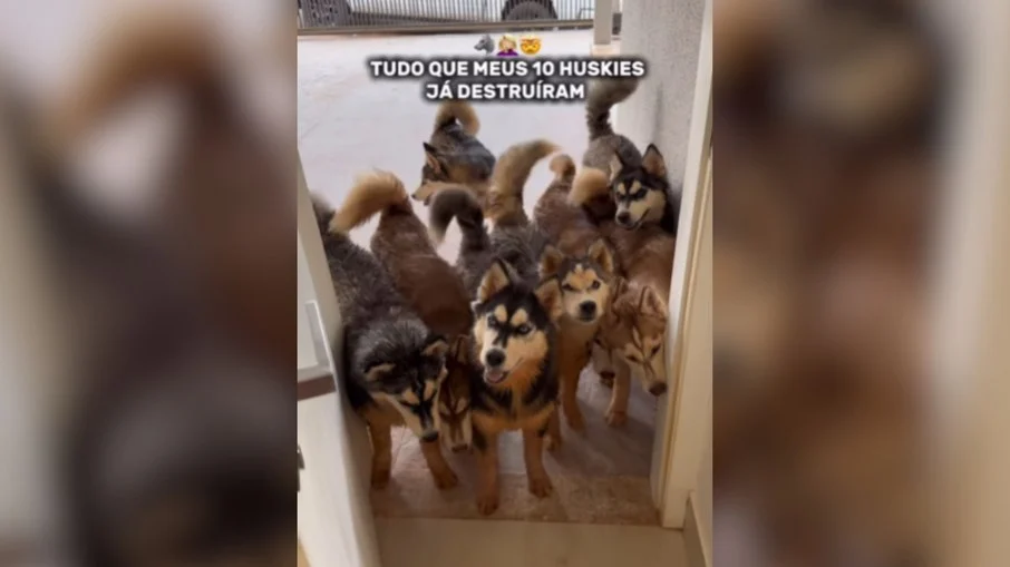 tutora de 10 huskies mostra rotina caótica e estragos hilários em casa viral