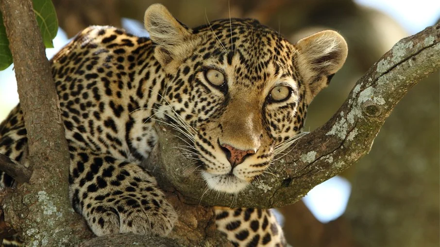 rodízio de recintos: bem estar inovador para onças resgatadas pela ampara silvestre