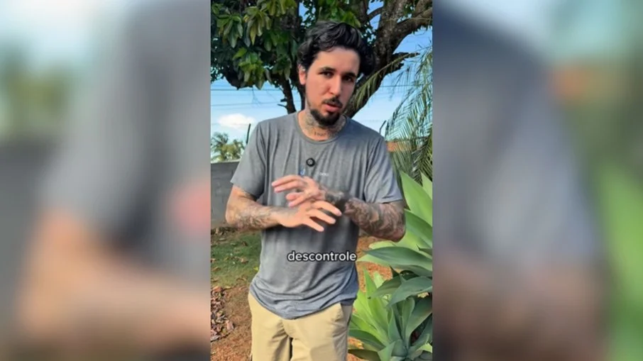 border collie: adestrador revela por que cães "mais inteligentes" são os mais desequilibrados