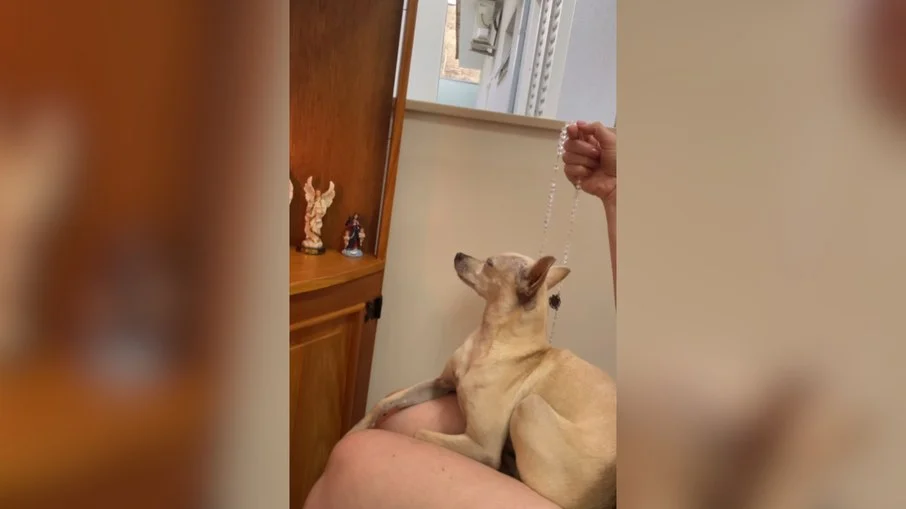 pinscher vira sensação na internet ao participar de reza de terço com tutora