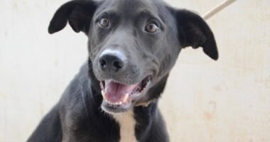 Pessoa em situação de rua com seu cachorro em frente a um abrigo com ala para animais