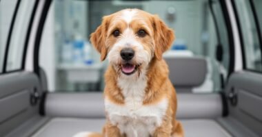 Cão Mofadinho em recuperação em clínica veterinária após agressão.