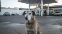 Cão Pingo, de 21 anos, em frente a um posto de combustíveis em Vinhedo.
