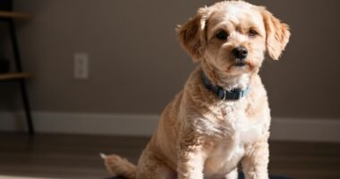 Cachorro se coçando muito, mas sem pulgas visíveis.