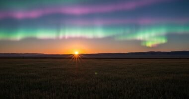 Mastim Tibetano de pelagem escura e porte imponente, em um cenário montanhoso tibetano ao amanhecer.