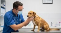 Veterinário examinando um cachorro preocupado com possível doença
