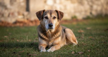 Cão com sinais sutis de leishmaniose em ambiente externo