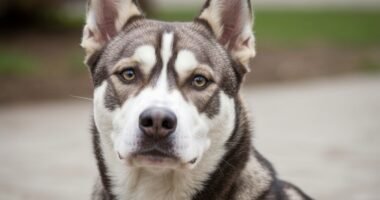 Cão Pitsky, uma mistura de pitbull com husky siberiano, com olhar doce e aparência imponente.
