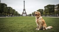 Cachorro Golden Retriever em um parque com a Torre Eiffel ao fundo, representando nomes inspirados em Paris.