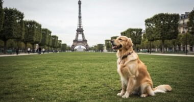 Cachorro Golden Retriever em um parque com a Torre Eiffel ao fundo, representando nomes inspirados em Paris.