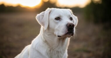 Cão da raça Billy em ambiente natural