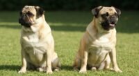 Cães pug e buldogue francês com focinhos achatados