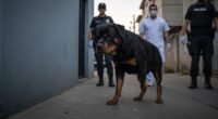 Rottweiler encontrado morto com suspeita de estrangulamento