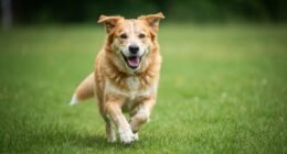 Urso, um cão idoso de três patas, correndo em um gramado com um sorriso no rosto, demonstrando alegria e vitalidade.