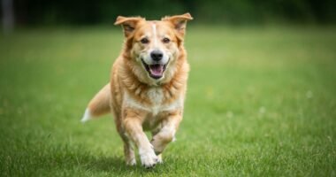 Urso, um cão idoso de três patas, correndo em um gramado com um sorriso no rosto, demonstrando alegria e vitalidade.