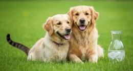 Cão e gato brincando juntos no verão com acesso a água fresca