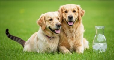 Cão e gato brincando juntos no verão com acesso a água fresca